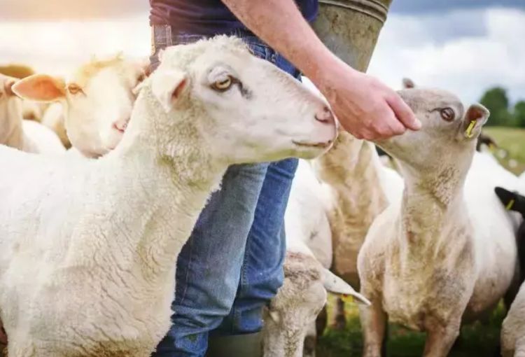 Adak Kurban Ne İçin Kesilir?