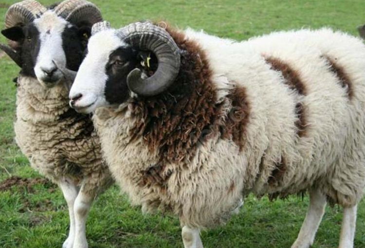 Halkalı Adak Kurban Kesim Merkezi