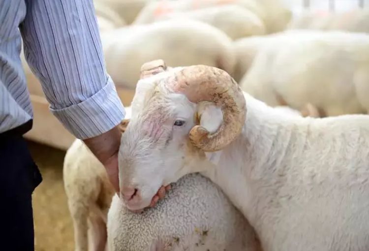 Küçükbaş Adak Kurban Türleri